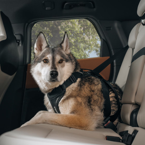 THULE Cappy – car harness for dogs – size L